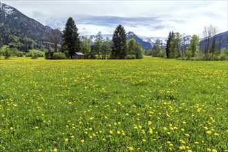 Common dandelion (Taraxacum), flowering dandelion field, behind mountains of the Allgaeu Alps,