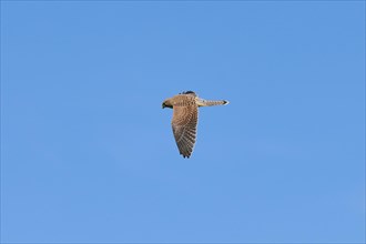 Common kestrel (Falco tinnunculus) flying in sky in the mountains at Hochalpenstrasse, Pinzgau,