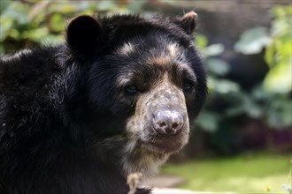 Spectacled bear (Tremarctos ornatus), adult, portrait, captive, South America