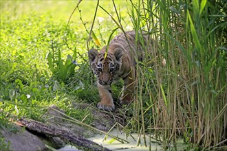 Siberian tiger (Panthera tigris altaica), young animal, alert, captive