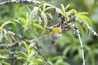 Oriental white-eye (Zosterops palpebrosus), Munnar, Kerala, India, Asia