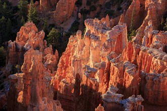 Orange-red rocks under the magical light of the setting sun, Bryce Canyon National Park, North