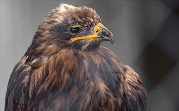 Black kite (Milvus migrans), bird of prey, bird