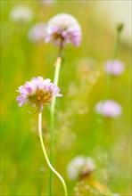 Sea thrift (Armeria maritima), also common Lady's Cushion, Flower of the Year 2024, focus on a