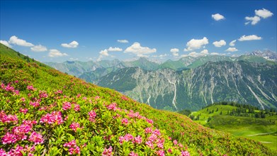 Alpine rose blossom, panorama of the Fellhorn, behind it the Allgaeu Alps, Allgaeu, Bavaria,