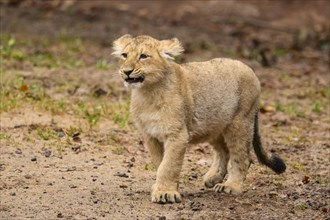 Asiatic lion (Panthera leo persica) cub standing in the dessert, captive, habitat in India