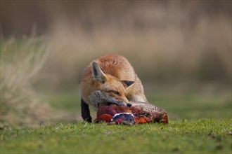 Red fox (Vulpes vulpes) adult animal feeding on a dead Common Pheasant (Phasianus colchicus),