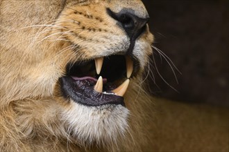Asiatic lion (Panthera leo persica) male, Close-up while yawning, captive, habitat in India