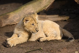 Asiatic lion (Panthera leo persica) cub lying in the dessert, captive, habitat in India