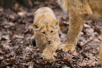 Asiatic lion (Panthera leo persica) cub running, captive, habitat in India