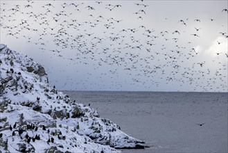 Common guillemots (Uria aalgae), huge flock, in the snow, Hornoya, Hornoya, Varangerfjord, Finmark,