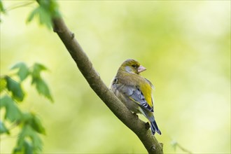 A European greenfinch (carduelis chloris) sits quietly on a branch in the greenery, shoulder view,