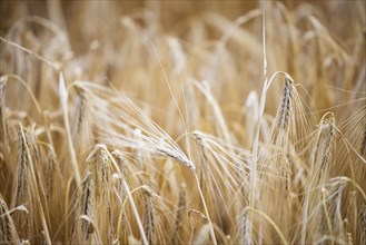Gold-coloured ears of Barley against a soft, blurred background, Cologne, North Rhine-Westphalia,