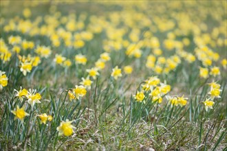 Wild daffodil (Narcissus pseudonarcissus) Wild Daffodil meadow, Eifel National Park, North