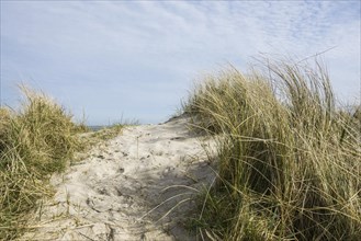 European marram grass (Ammophila arenaria) on dune and beach, Wadden Sea, Schillig, Wangerland,