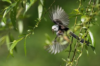 A Long-tailed tit (Aegithalos caudatus) in flight between green leaves with outstretched wings,