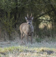 European roe deer (Capreolus capreolus), roebuck in winter coat, winter cover, one antler in the