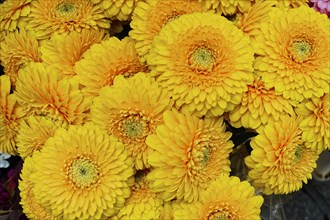 Macro shot of bright yellow Gerber daisy flowers, (Gerber daisy) flower sale, central station,