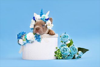 French Bulldog dog puppy with unicorn headband with horn peeking out of box with flowers on blue
