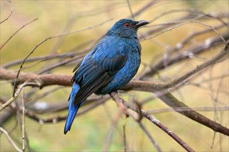 Asian fairy-bluebird, asian fairy-bluebird (Irena puella), adult, female, on tree, captive,