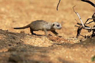 Meerkat (Suricata suricatta), young animal, running, captive