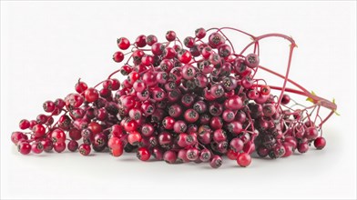 A cluster of ripe red elderberries with stems attached, suggesting freshness and abundance, AI