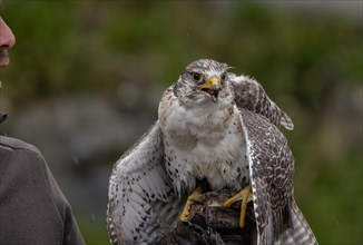 Saker falcon (Falco cherrug), gyrfalcon, bird of prey
