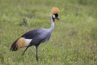 Crowned crane (Balearica regulorum), Ngorongoro Crater, Tanzania, Africa