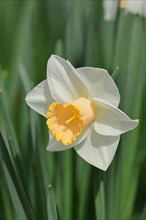 Large-crowned Daffodil (Narcisuss), bicoloured flower, North Rhine-Westphalia, Germany, Europe