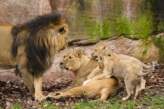 Asiatic lion (Panthera leo persica) family, male and lioness with their cubs, captive, habitat in