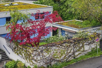 Mossy flat roof and blooming nature, Kempten, Allgaeu, Swabia, Bavaria, Germany, Europe