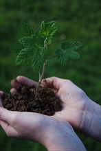 A pair of hands holding soil with a small green plant emerging, A sprout on a hand