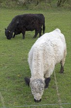 Galloway cattle, Geltinger Birch, Goldhoeft, Nieby, Schlei, Schleswig-Holstein, Germany, Europe