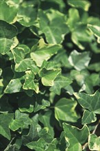Green ivy leaves background, Hedera helix