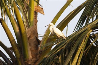 Cattle egret (Bubulcus ibis) on a Palm tree, Backwaters, Kumarakom, Kerala, India, Asia