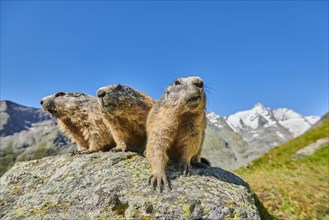 Alpine marmots (Marmota marmota) on a rock with mountains and blue sky in the background in summer,