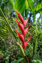 Bright flower called Heliconia Stricta in tropical garden. Thailand