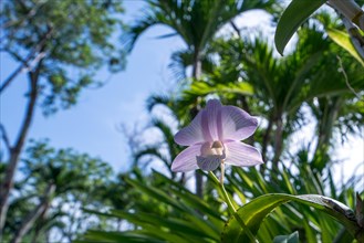 Image of pink orchid blooming in tropical garden. Thailand