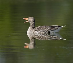 Greylag goose (Anser anser) swimming on a pond and calling, Thuringia, Germany, Europe