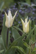 Tulip blossoms (Tulipa), Weimar, Thuringia, Germany, Europe