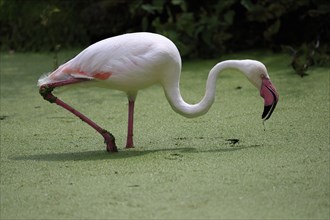 Greater flamingo (Phoenicopterus roseus), adult, in water, foraging, captive, Southern Europe
