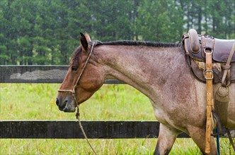 Beautiful horse in native field on rainy day, Cambara do sul, Rio Grande do sul, Brazil, South