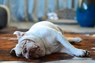 Pretty white english bulldog sleeping on carpet