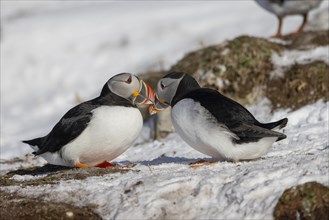 Puffin (Fratercula arctica), beak in greeting, in the snow, Hornoya, Hornoya, Varangerfjord,