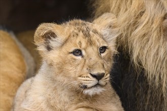 Portrait of an Asiatic lion (Panthera leo persica) cub in the dessert, captive, habitat in India