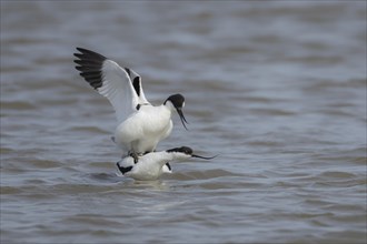 Pied avocet (Recurvirostra avosetta) two adult birds mating in a lagoon, England, United Kingdom,