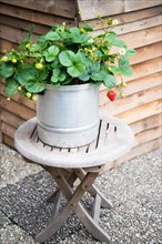 Strawberries (Fragaria), in a decorative pot in the garden, Velbert, North Rhine-Westphalia,