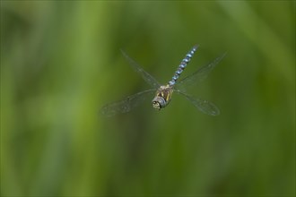 Migrant hawker dragonfly (Aeshna mixta) adult in flight, England, United Kingdom, Europe