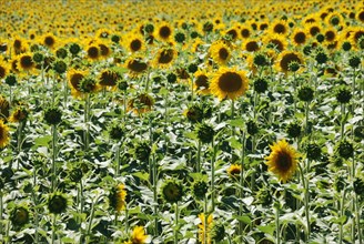 Sun flower field