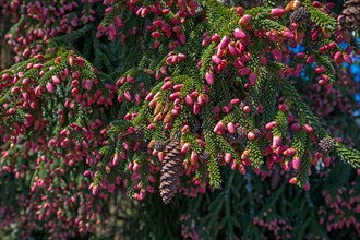 Blossoms of a Caucasian spruce (Picea orientalis), Bavaria, Germany, Europe